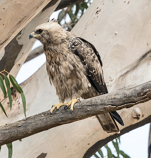 Wahlberg's Eagle